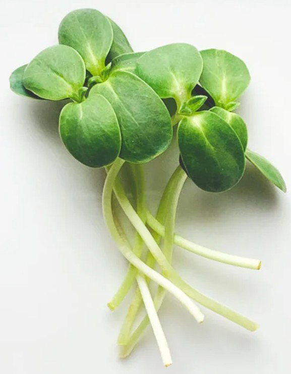 Sunflower Microgreens